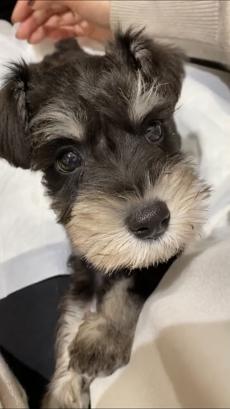 愛犬を壊した私。ダメなママの生存戦略。