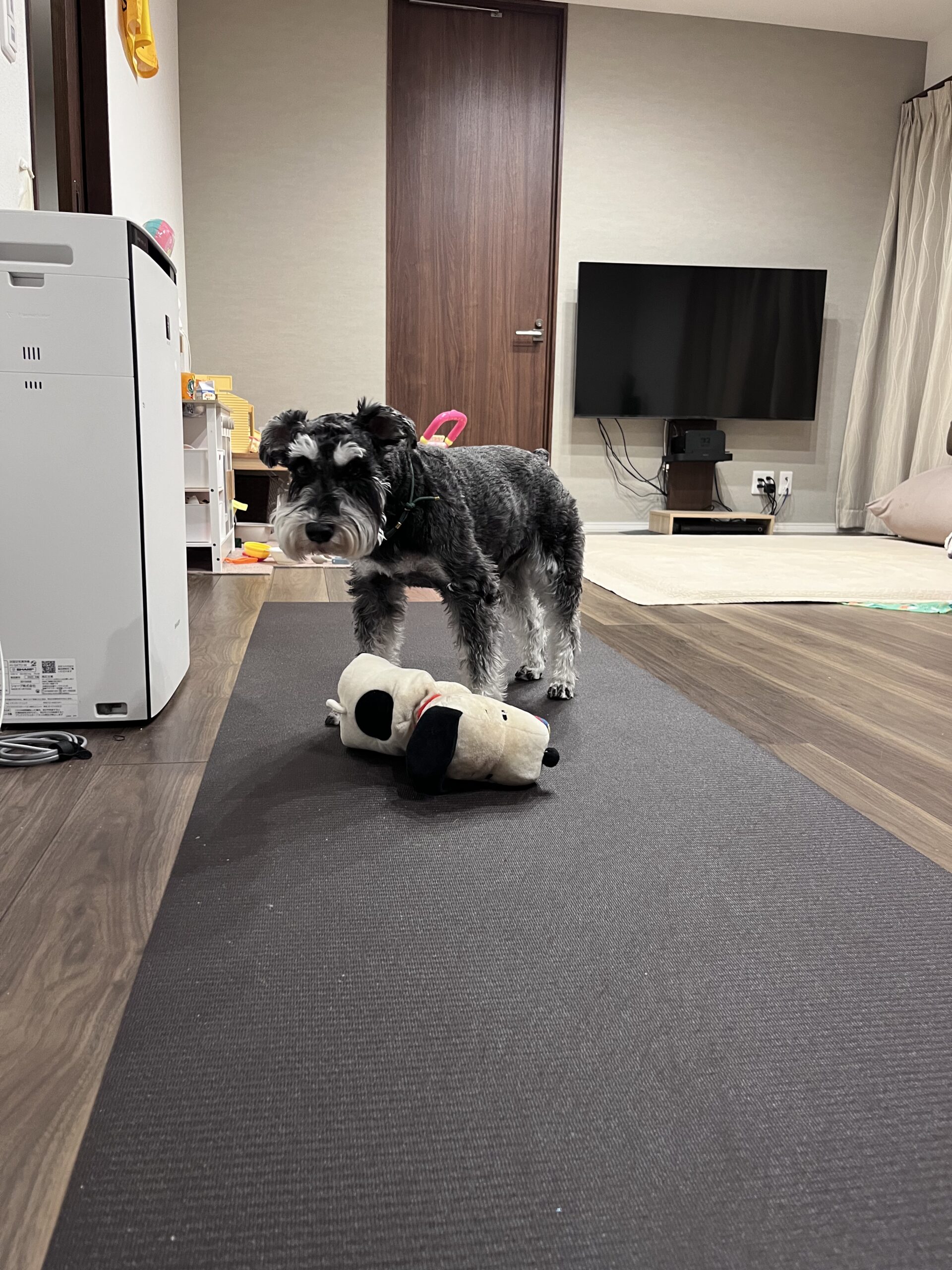 犬用タイルカーペットを辞めた理由。神マット「HOME CHOCO」が革命を起こす