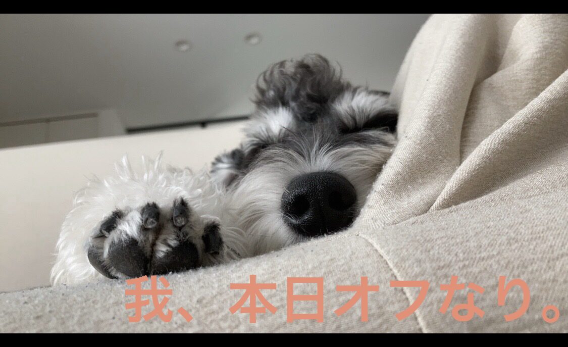 【梅雨を生き抜く②】愛犬のお散歩は潔くお休み！雨の日は「全力ぐーたら」と「神おもちゃ」で生き残る