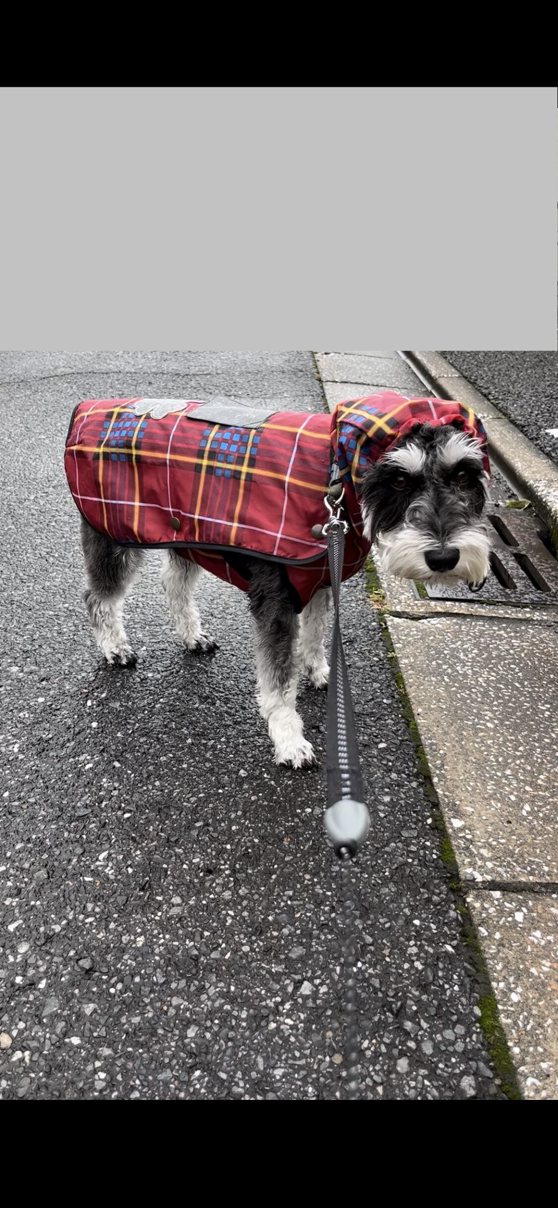 【梅雨を生き抜く③】買ったけど無駄だった雨の日グッズと、私が「雨の日の散歩」を潔く諦めた理由