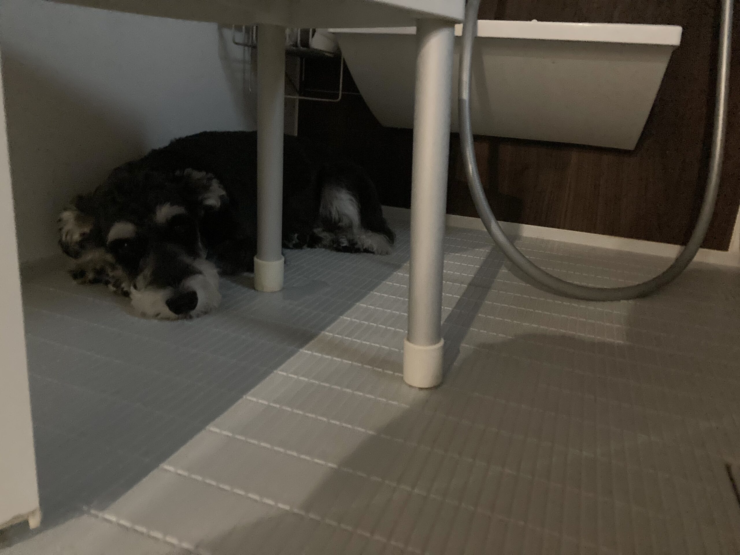 【梅雨の番外編】雷で震える愛犬。私がやめた「過去の失敗」と、現在の「なんてことないさ〜」作戦