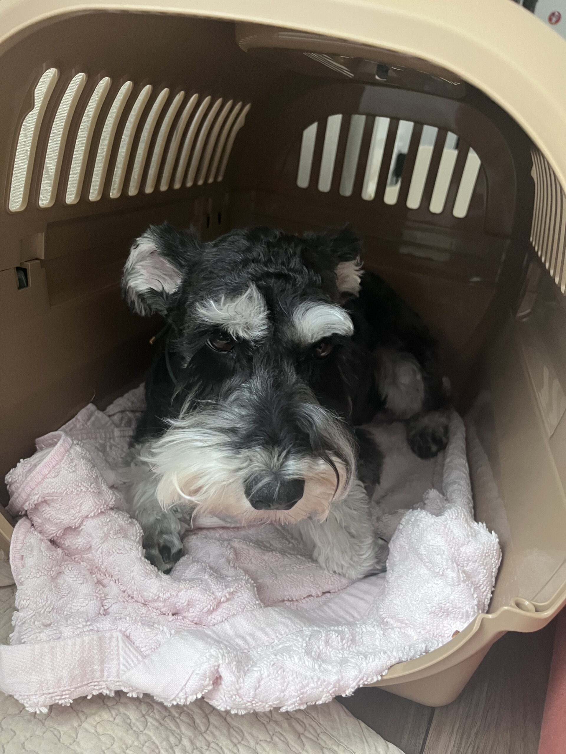 【子連れワンオペの夏休み】愛犬のお留守番どうしてる？エアコン必須の我が家の時間別ルール