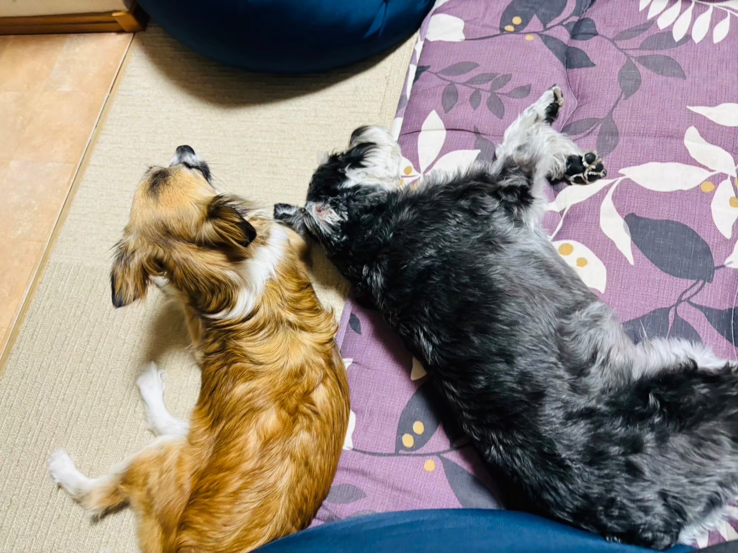 【子連れ×犬ライフ】旅行や長時間のお出かけ、愛犬のお留守番どうしてる問題