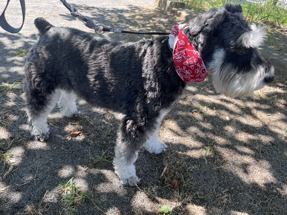 【熱中症対策】今年買い足しました！買ってよかった、子ども＆犬の夏の涼感グッズ
