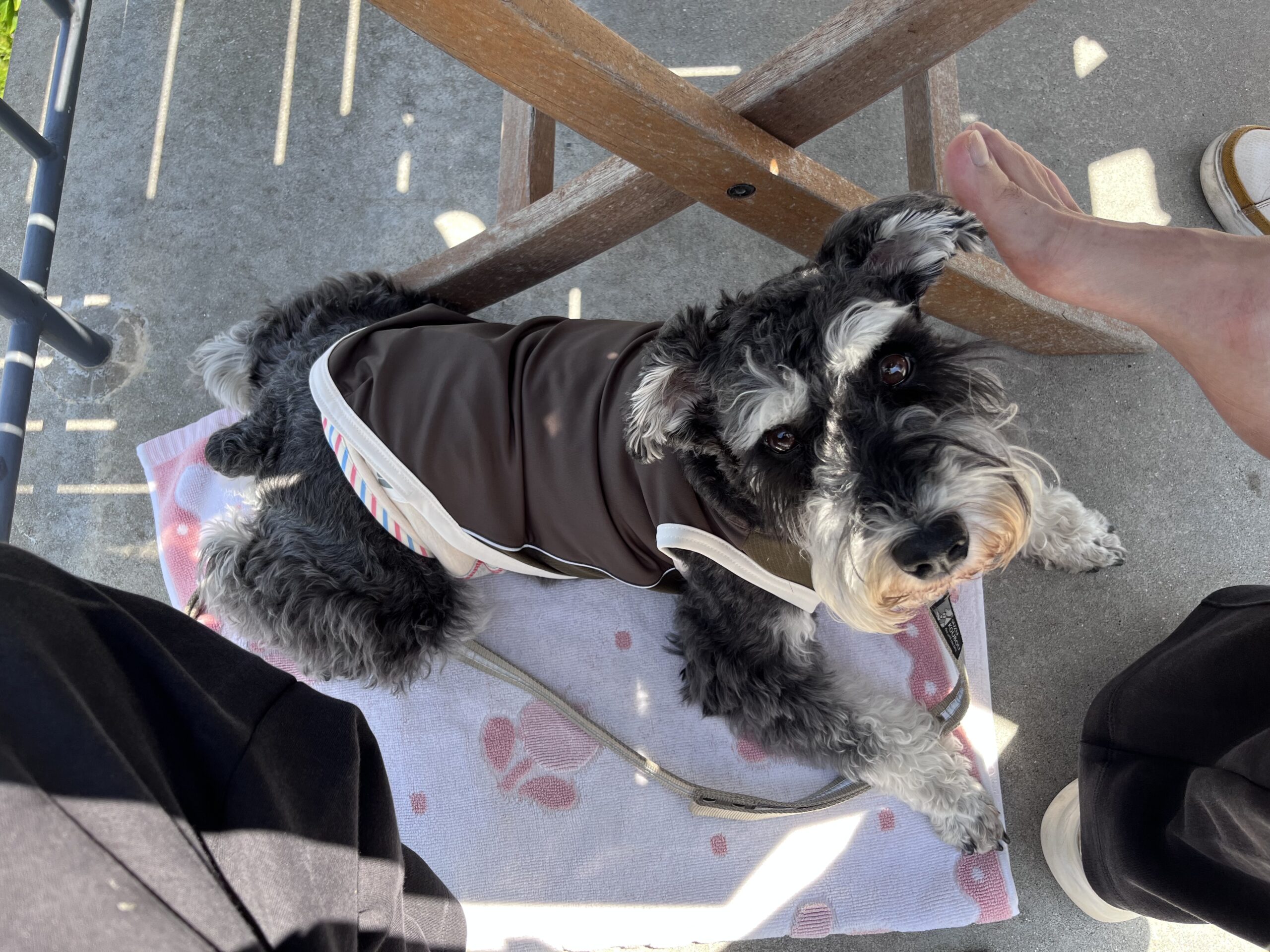 【犬のオムツ脱げる問題】柱にスリスリして即終了（笑）我が家が使い捨てから「布製マナーベルト」に乗り換えた理由