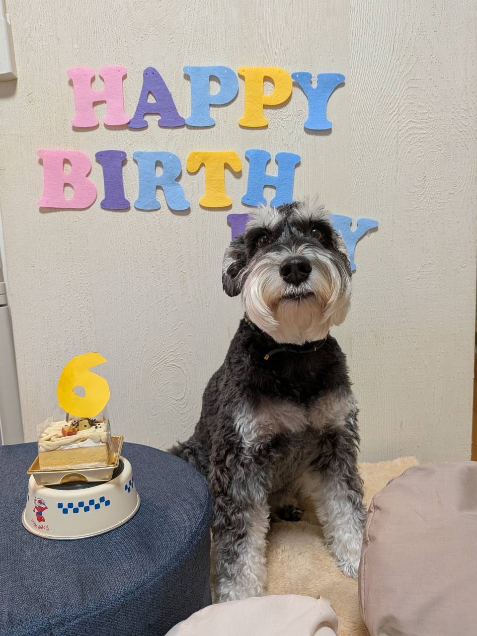 福丸6歳のお誕生日＆立派な髭犬へと進化中！